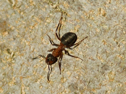 Insekt des Jahres 2011 - Die Groe Kerbameise - Formica exsecta